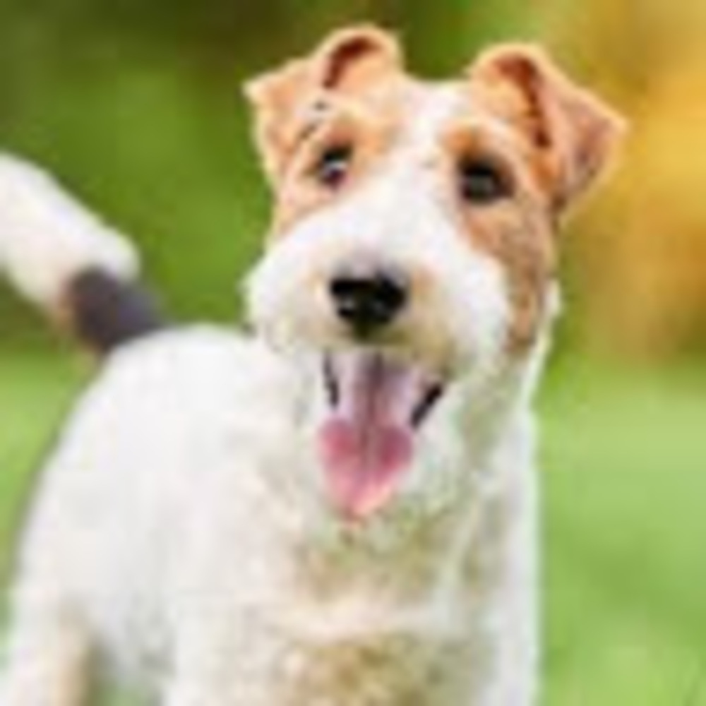 Meet your Posher, Good